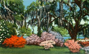 Scene in Belle Isle Gardens, near Georgetown, S.C. by Unbekannt