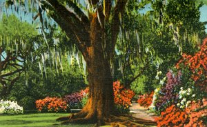 Scene in Magnolia Gardens, near Charleston, S.C.