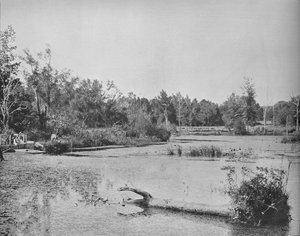 Scene in Mississippi