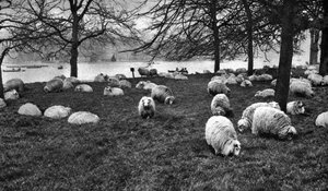 Scottish Sheep by the Serpentine, Hyde Park, London