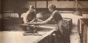 Screwing Down the Yeast in a Burton-On-Trent Brewery, c1916, 1935