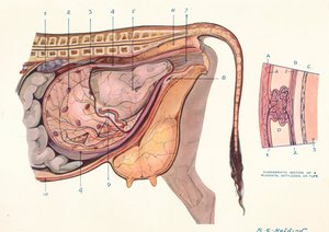 Section of the Abdomen of a Cow, Showing Foetus in Normal Position, c1905-c1910 by Unbekannt