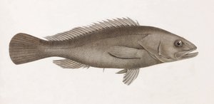Serran Airain, Close-Up