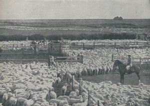 Sheepfolds in Australia