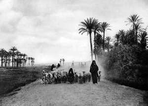 Shepherding Sheep near Cairo, Egypt, c1920s by Unbekannt