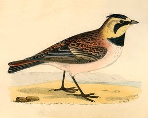 Shore Lark, late 19th century