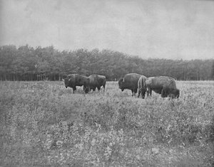 Silver Heights, Winnipeg, c1897