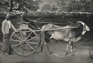 Singhalese Ox Cart