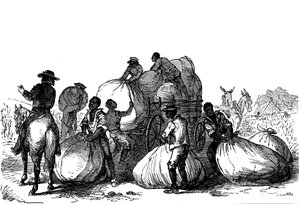 Slave Labour Loading Sacks of Cotton on Cart, Southern States of USA