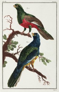 South American Birds