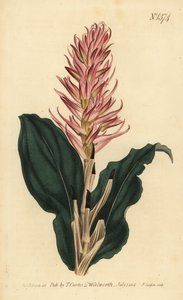 Stenorrhynchos speciosum orchid by Unbekannt