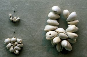 Strings of Cowrie Shells by Unbekannt