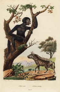 Striped hyena, Hyaena hyaena, and siamang, Symphalangus syndactylus, endangered by Unbekannt