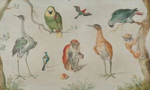 Study of Birds and Monkeys, 1660-1670 by Unbekannt