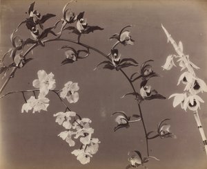 Study of Orchids by Unbekannt