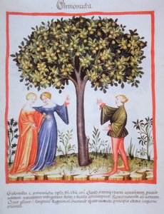 Tacuinum Sanitatis Codex Vindobonensis Nova Series 2644, fol. 9, Picking Apricots, Miniature (1370-1400) by Unbekannt