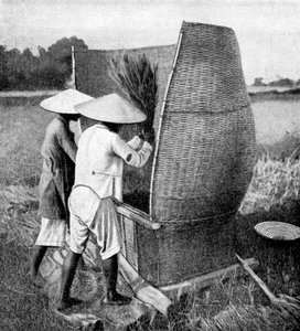 The Annamese way of reaping and threshing rice, Annam, Vietnam, 1922
