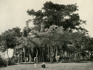 The Banyan Tree, Barrackpore