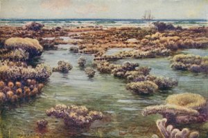 The Great Barrier Reef