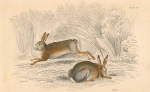 The Hare by Unbekannt