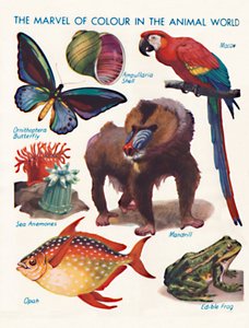 The Marvel of Colour in the Animal World