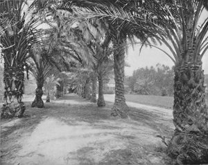 The Palms of Glenannie, Florida, 19th Century