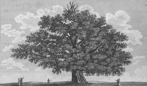 The Penshurst Oak