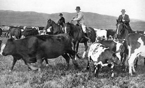 The Prince of Wales rounding up cattle in Alberta, Canada