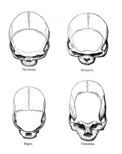 The Vertical Configuration of the Skull