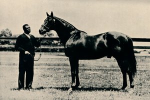 Thoroughbred racehorse, Man O War