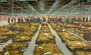 Tobacco Sale, an Ever Interesting Scene