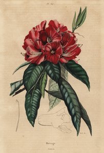 Tree rhododendron, Rhododendron arboreum by Unbekannt