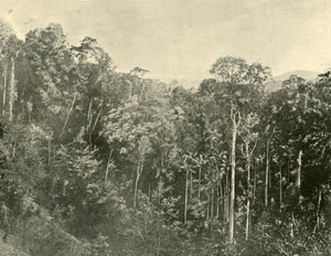 Tropical Scrubs, Blackall Range, Queensland