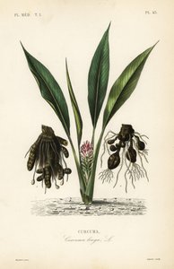 Turmeric or ukon
