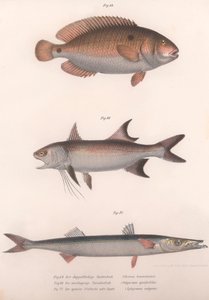 Two-spot Bimaculus, African Redfin, Common Barracuda by Unbekannt