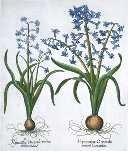 Two Blue Hyacinths