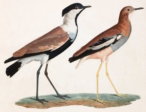 Two Colour Illustrations of Birds