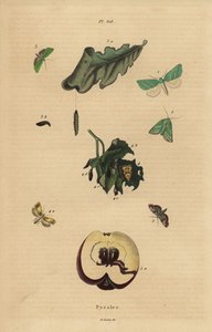 Varieties of pyralid moths, Pyralidae, causing damage to leaves and fruit