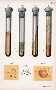 Various Types of Bacteria, 1889