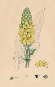 Verbascum Thapsus. Great Mullein