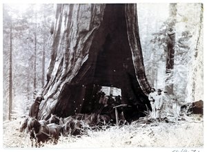 Wagon passing through a giant tree, North America, c 1900 by Unbekannt
