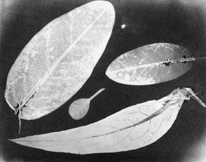 Water fixed photo Four leaves, summer 1839