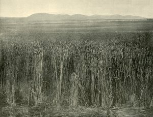 Wheat Field, Canning Downs, Queensland, 1901 by Unbekannt