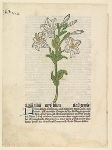 White Lily, illustration from Gart der Gesundheit Sch.4332, March 28, 1485