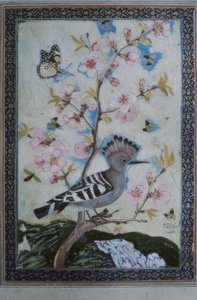 Hoopoe / Indian Miniature by Unbekannt