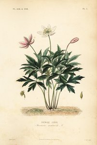 Wood anemone or windflower by Unbekannt