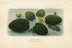 Yellow water-lily by Unbekannt