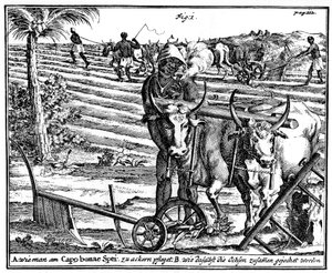 Yoking Oxen and Ploughing Fields, South Africa by Unbekannt