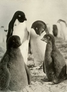Young Adelie and Parents, c1908, 1909
