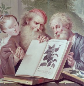 Illustration from Hortus Cliffortianus by Carl Linnaeus
